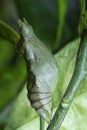 Lime butterfly Papilio demoleus pupae Royalty Free Stock Photo