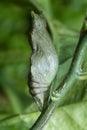 Lime butterfly Papilio demoleus pupae Royalty Free Stock Photo