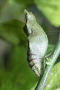 Lime butterfly Papilio demoleus pupae Royalty Free Stock Photo