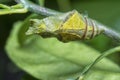 Lime butterfly Papilio demoleus pupae Royalty Free Stock Photo