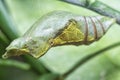 Lime butterfly Papilio demoleus pupae Royalty Free Stock Photo