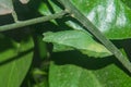 Butterfly Pupa Stage