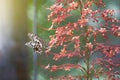 Lime butterfly on a red flower Royalty Free Stock Photo