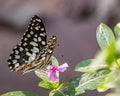 A Lime Butterfly sitting on a flower Royalty Free Stock Photo