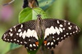 Lime butterfly standing on a leaf