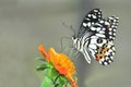 Lime butterfly on sunflower Royalty Free Stock Photo