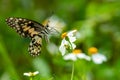 Lime butterfly using its probostic to drink nectar from flower