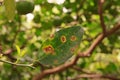 Lime canker disease causes by bacteria