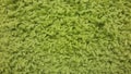 Lime carpet, background texture of yarn, green fabric Royalty Free Stock Photo