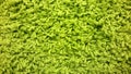 Lime carpet, background texture of yarn, green fabric Royalty Free Stock Photo