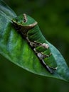 LIME CATERPILLAR Royalty Free Stock Photo