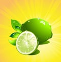 Lime citrus fruit. Vector Royalty Free Stock Photo