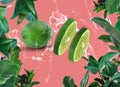 lime with  citrus lime  green  lemon on green leaves  water splash   on  pink coral  tropical   background template banner backgr Royalty Free Stock Photo