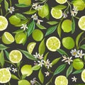 Lime Citrus Seamless Pattern. Floral Fruit Vector Illustration Background. Vintage Romantic Garden Print, Texture Royalty Free Stock Photo