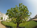 lime (Citrus x latifolia) tree Royalty Free Stock Photo