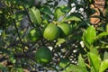 Lime Citrus x latifolia tree Royalty Free Stock Photo