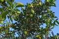 Lime Citrus x latifolia tree Royalty Free Stock Photo