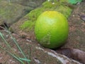 a lime that fell due to a gust of wind Royalty Free Stock Photo