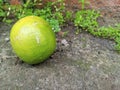 a lime that fell due to a gust of wind Royalty Free Stock Photo