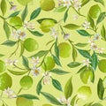 Lime Floral Background, Vector Seamless Fruit Pattern, Citrus Fruits, Flowers, Leaves, Limes Branches Texture Royalty Free Stock Photo