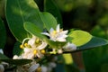 Lime flowers blossom on tree