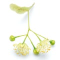 Lime flowers and leaves on white background