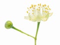 Lime flowers and leaves on white background