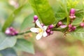 Lime flowers, lemon blossom on tree among green leaves, on bright sunlight, on blurred background Royalty Free Stock Photo