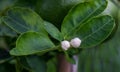 Lime flowers on tree