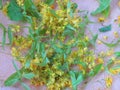 Lime flowers under drying