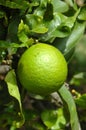 Lime fruit Royalty Free Stock Photo