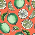 Lime fruit background. Citrus fruit sketches. Watercolor style botanical design. Exotic plants seamless pattern. Hand-drawn vector Royalty Free Stock Photo