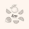 Lime fruit drawing, Half and Slice of Lemon. Sketch of limes on a white background. Vector illustration Royalty Free Stock Photo