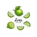 Lime fruit drawing, Half and Slice of Lemon. Watercolor limes on a white background. Vector illustration Royalty Free Stock Photo