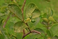 Young lime fruit Royalty Free Stock Photo