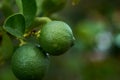 Lime, fruit, garden, organic, fresh, citrus, leaf, lime, growth, garden, juicy, healthy, food, health, nature, ingredient, lemon, Royalty Free Stock Photo