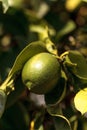 Lime fruit grows on the branch a lime tree