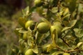 Lime fruit grows on the branch a lime tree