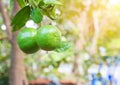 Lime fruit on lemon tree Have a green ball.