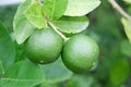 Lime fruit, Lime green tree hanging from the branches of it Royalty Free Stock Photo