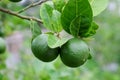 Lime fruit, Lime green tree hanging from the branches of it Royalty Free Stock Photo