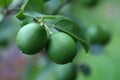 Lime fruit plant with bokeh background Royalty Free Stock Photo