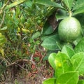 lime fruit plant green tree Royalty Free Stock Photo