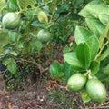lime fruit plant green tree Royalty Free Stock Photo