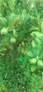 lime fruit plant Royalty Free Stock Photo