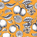 Lime fruit seamless pattern. Citrus fruit sketches. Classic botany background. Exotic plants texture. Hand drawn vector