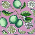 Lime fruit seamless pattern. Citrus fruit sketches. Watercolor style botanical background. Exotic plants texture. Hand drawn Royalty Free Stock Photo
