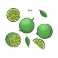 Lime fruit sketch vector illustration