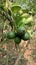 lime fruit that is still unripe on the tree trunk