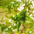 Lime fruit on a tree with green leaves in hot country. Royalty Free Stock Photo